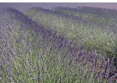 Lavendel, Avignon 2017